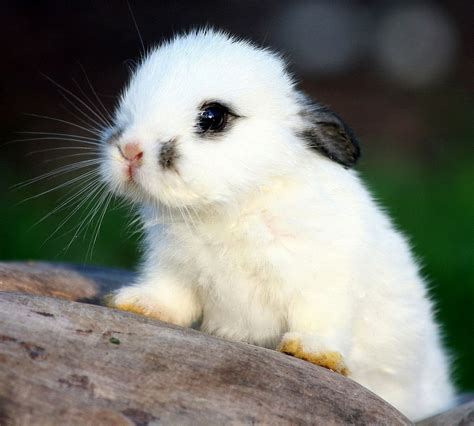 cute bunny rabbits|cutest bunnies in the world.